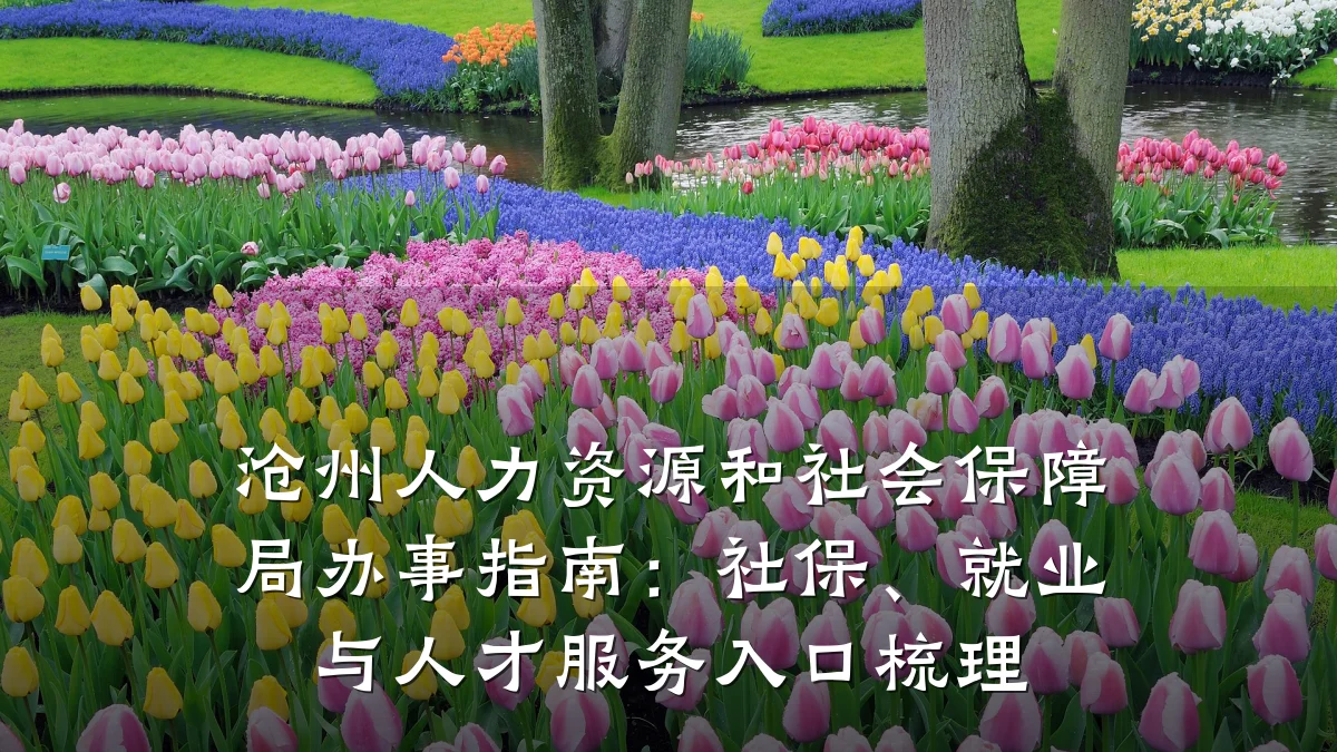 沧州人力资源和社会保障局办事指南：社保、就业与人才服务入口梳理