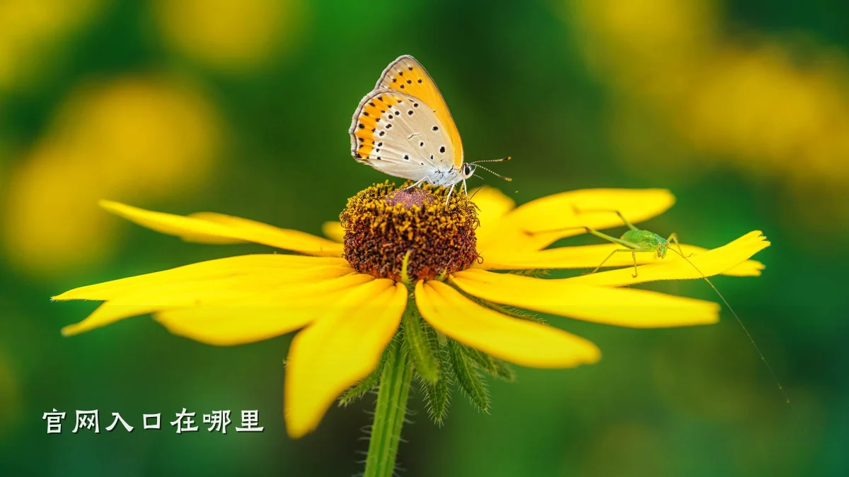官网入口在哪里