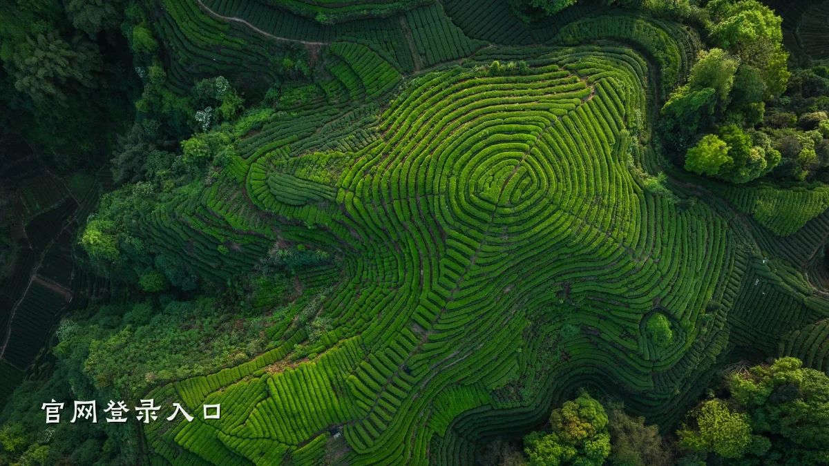 官网登录入口