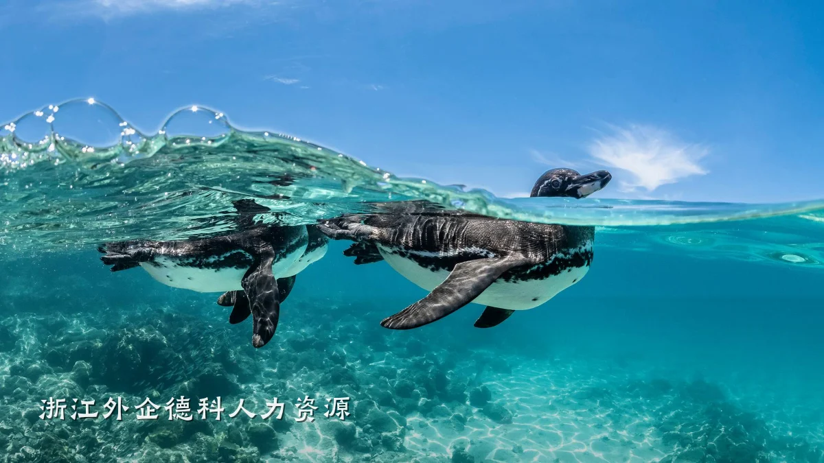 浙江外企德科人力资源
