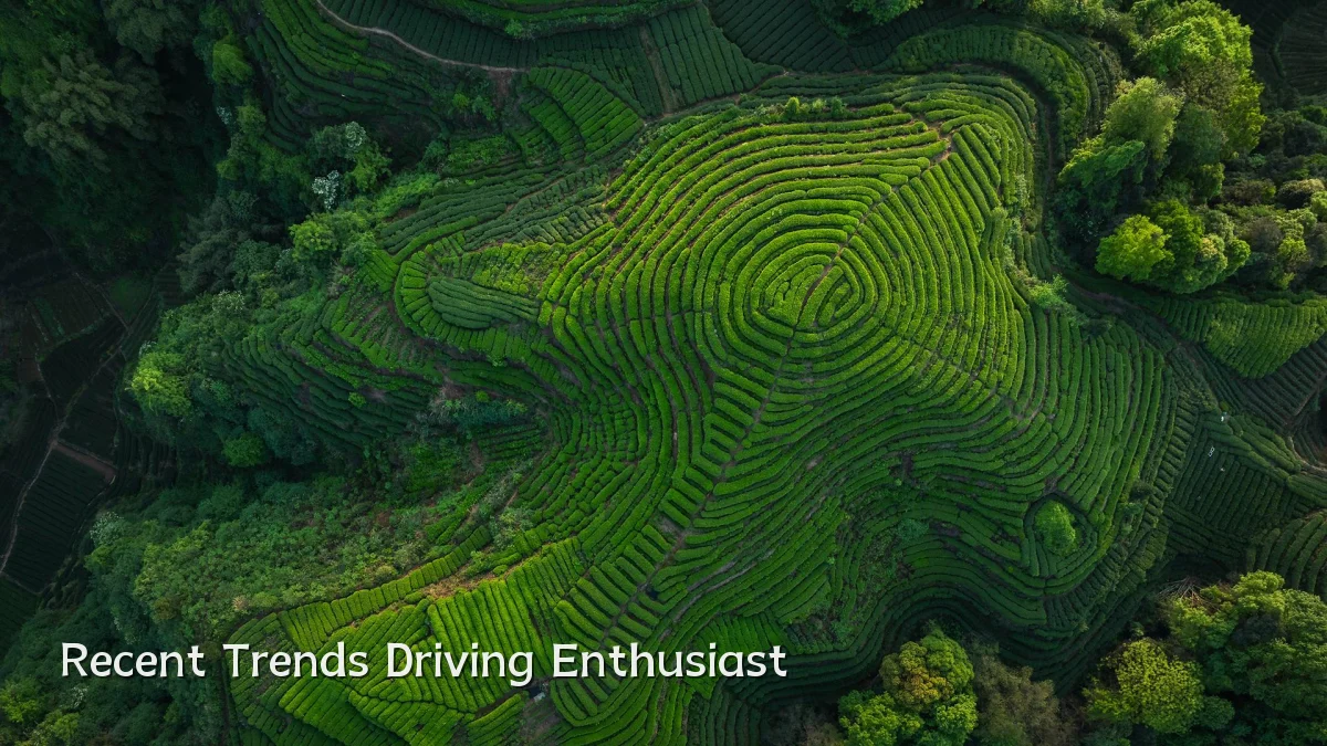 Recent Trends Driving Enthusiast