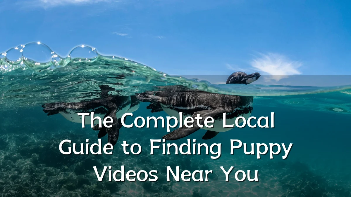 The Complete Local Guide to Finding Puppy Videos Near You