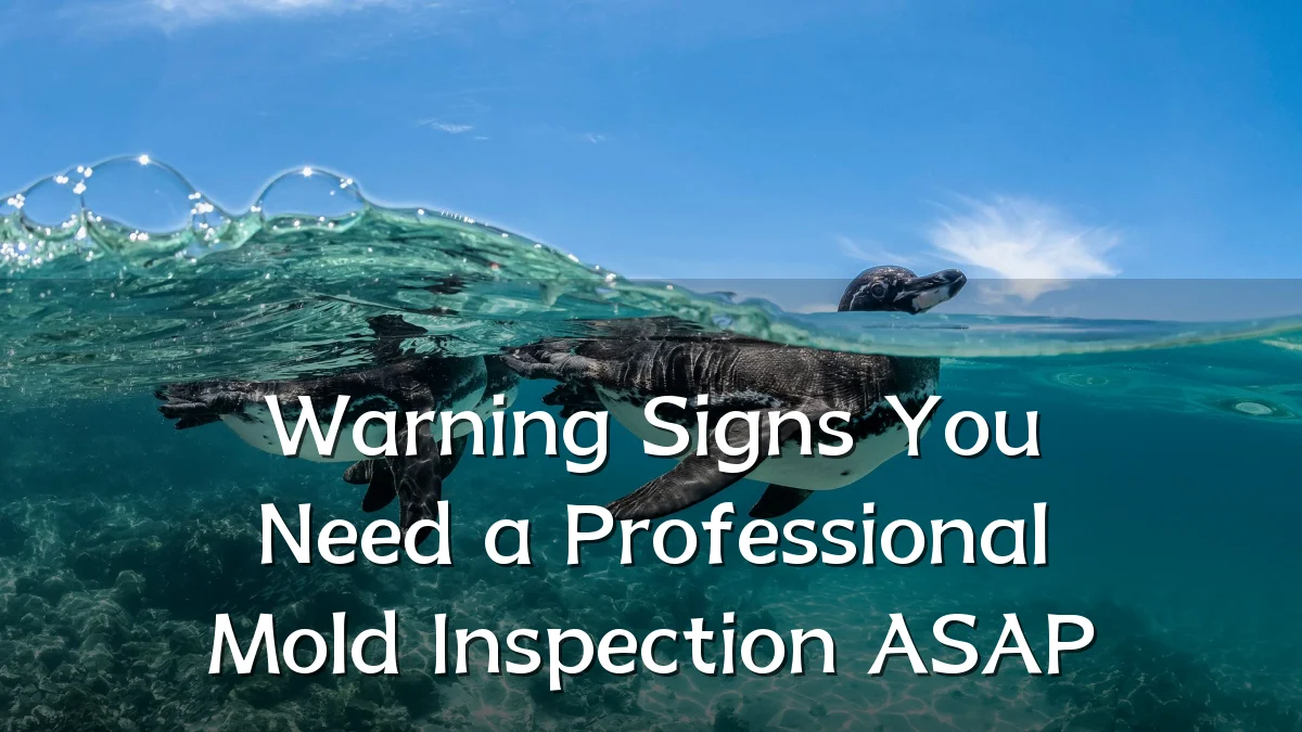 Warning Signs You Need a Professional Mold Inspection ASAP